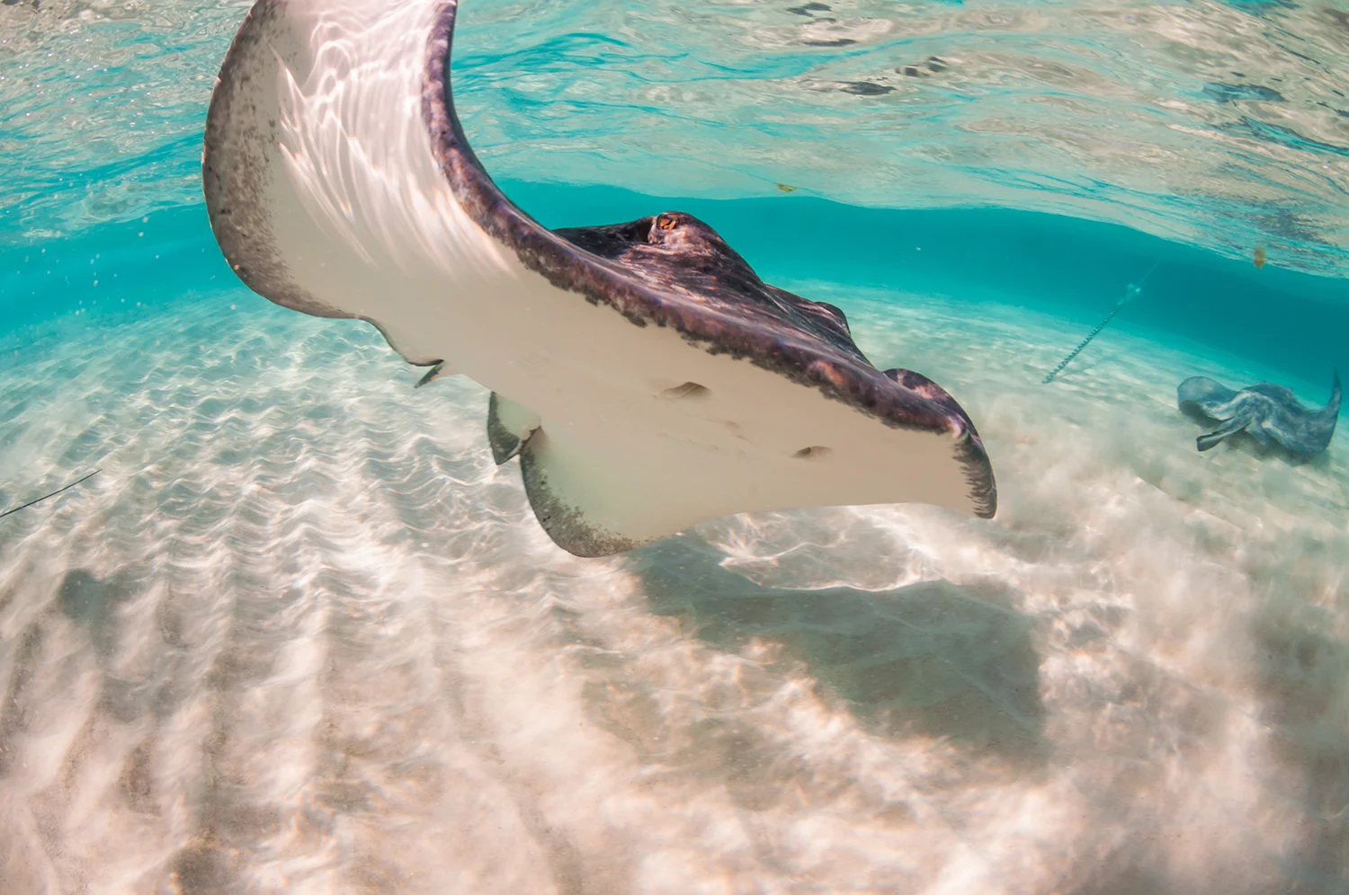 animales marinos en Maldivas